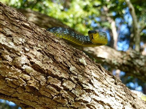 Green Tree Snake — Murwillumbah Snake Catchers