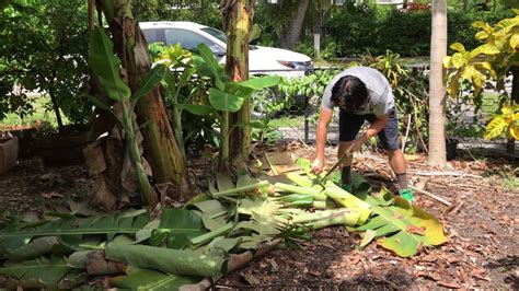 How To Harvest Banana Cut Down Banana Plant And Harvest Banana Suckers