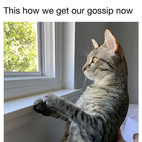 Check Out These Funny Cat Memes To Help You Through Quarantine