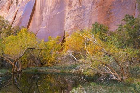 Somerset House Images Utah Glen Canyon Nra An Oasis In Forest Cove
