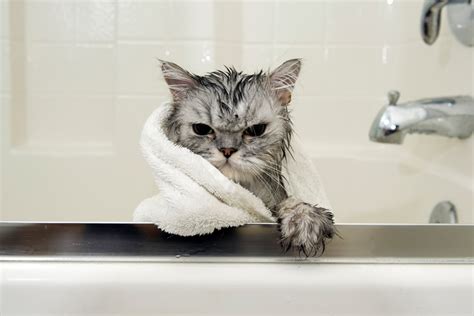 21 Hilarious Photos Of Cats In Baths