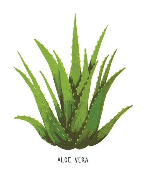 Green card holders pay less tuition for universities or colleges. Aloe Vera Card | Ilustración planta, Flores tropicales y ...