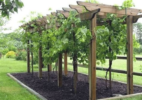 36 Relaxing Grape Vine Ideas To Beautify Your Garden Grape Trellis