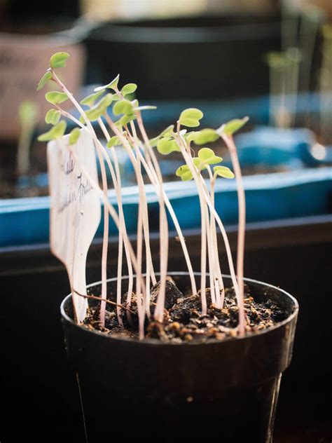 7 Simple Fixes For Leggy Seedlings How To Help Your Plants Grow