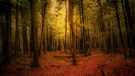 wallpaper-autumn,-forest,-landscape-hd-widescreen-high-definition