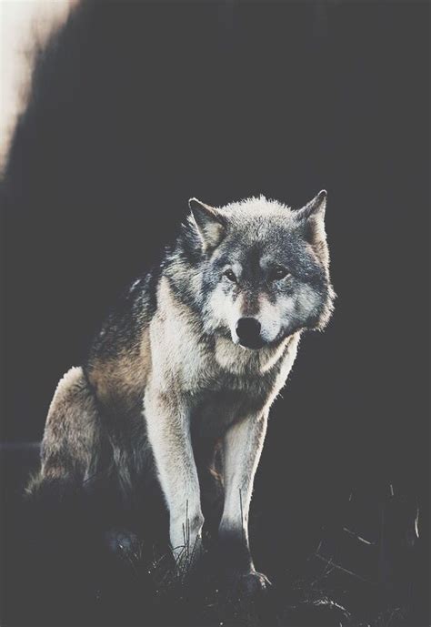 Pin By Aestheticdaisy On Wolves Wolf Dog Wolf Life Beautiful Wolves