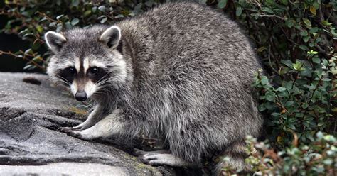 Maybe you would like to learn more about one of these? Dozens of raccoons die from viral 'zombie' disease which ...