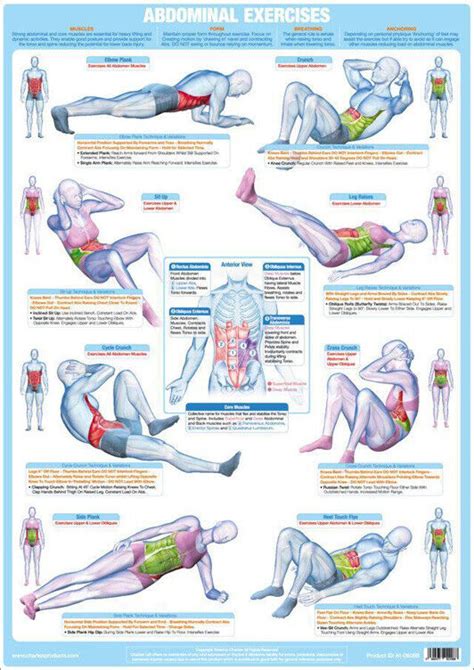 Abdominal Exercises Professional Fitness Abs Core Strength Training Wall Poster Ebay