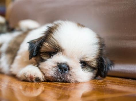 Puppies For Sale Local Breeders Playful Shih Tzu Puppies For Sale