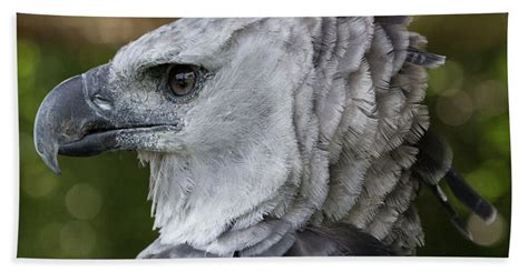 Harpy Eagle Harpia Harpyja Hand Towel For Sale By Jon G Fuller