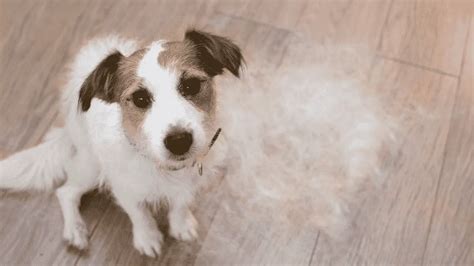 How To Manage And Reduce Dog Shedding Tips From Vet