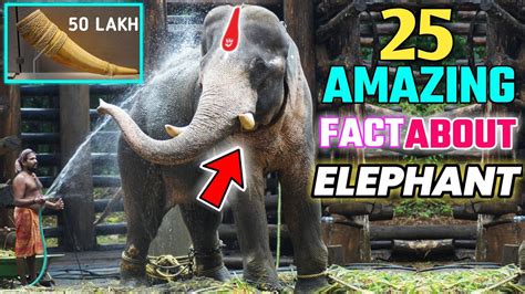 हाथी के बारे में 25 Amazing Fact 25 Amazing Fact About Elephant