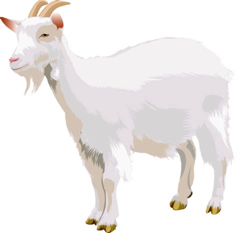 Goat Png Transparent Image Download Size 640x629px