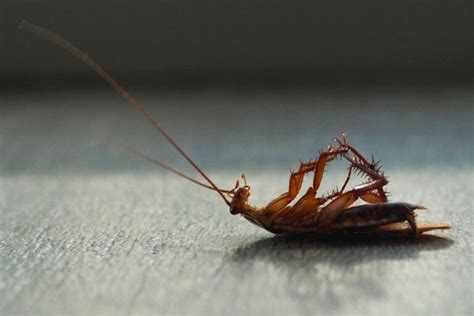 what should we understand about cockroaches and where they are found