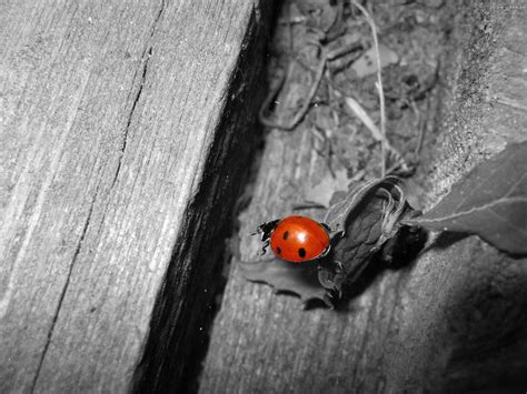 Selective Color Photography Of Ladybird Hd Wallpaper Wallpaper Flare