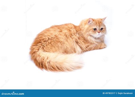 Persian Cat On A White Background Stock Image Image Of Feline
