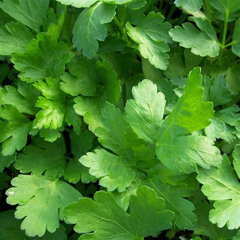 Flat Leaf Parsley (3 Plants) Organic - Harrod Horticultural