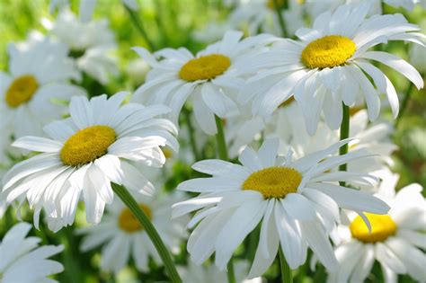 Nature Chamomile Hd Wallpaper