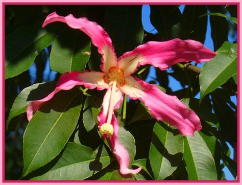 Coiba Speciosas Toborochi Silk Floss Tree Kapokier Flickr