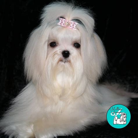 Once again we have got you all the beautiful imported breeds of puppies for dog shows and pet lovers. Teacup Maltese Price In India