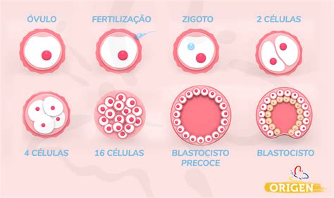 Embrião O Que é E Qual Seu Papel Na Fertilidade