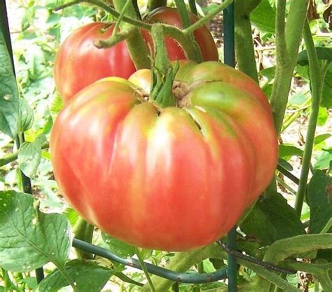Pink Brandywine Tomato Seeds For Sale At Renaissance Farms