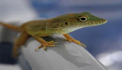 5 Ways To Get Rid Of Lizards From Home