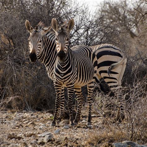Mountain zebra Namibia | The mountain zebra is a threatened … | Flickr