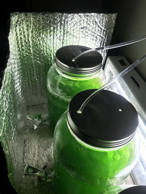 Home > feeds>live phytoplankton culturing>algae fertiliser phytoplankton nutrient modified f/2 phyto culturing fertilizer 200ml. Culturing phytoplankton | REEF2REEF Saltwater and Reef ...