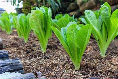 Romaine Lettuce Growing Planting Grow Seeds Care