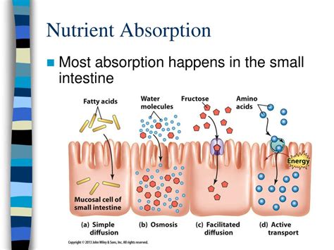 Ppt Digestion And Absorption Powerpoint Presentation Free Download