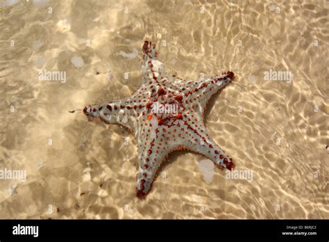 Brown Starfish In Shallow Water Queensland Australia Horizontal
