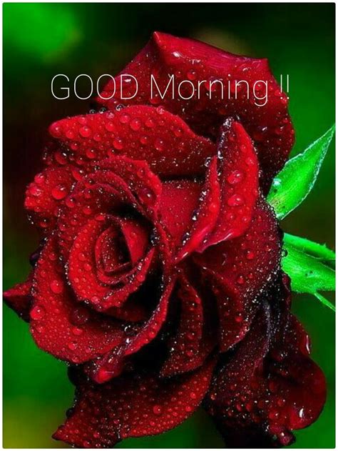 Sending these beautiful good morning images with flowers for your loved ones will make the best feeling for someone, whom receive your greetings on morning, and its the best way to let them know that you. 1223 best images about Days weeks months pictures etc