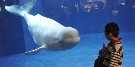 This Beluga Whale Figures Out It Can Scare Kids Beluga Whale Scared