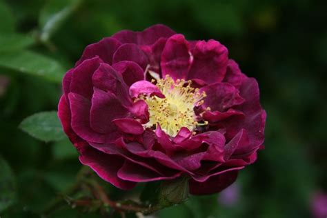 Old Roses Colorful Garden Heirloom Roses Rose