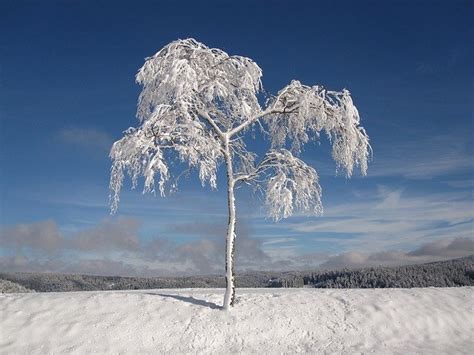 Winter Snowy Firs · Free Photo On Pixabay