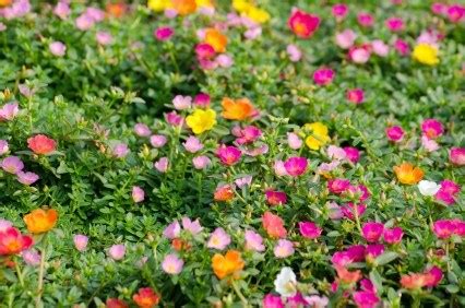 Moss rose, also known as portulaca, pigweed, or sun plant, can be a colorful addition to a garden exposed to dry heat. How to Grow Moss Rose Flowers (Portulaca) - Gardening Channel