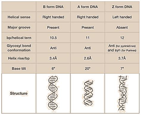 Write Difference Between B Dna And Z Dna