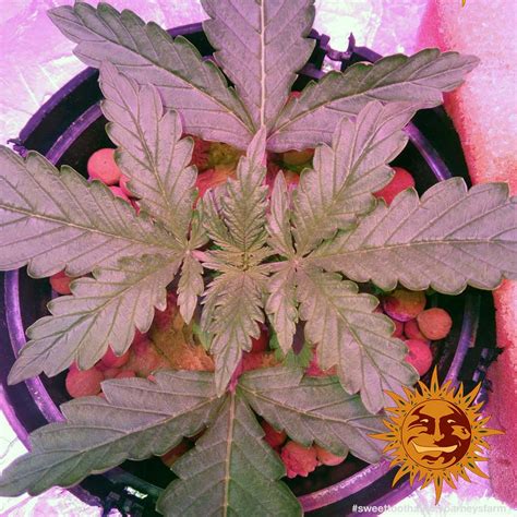 All episodes drop june 4th on @netflix. ! SWEET TOOTH AUTO™ Autoflowering Cannabis Seeds | BARNEYS ...