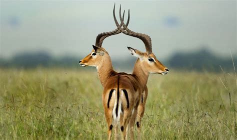 The apa guidelines state that: Photographer stunned with 'TWO-HEADED gazelle' | World ...