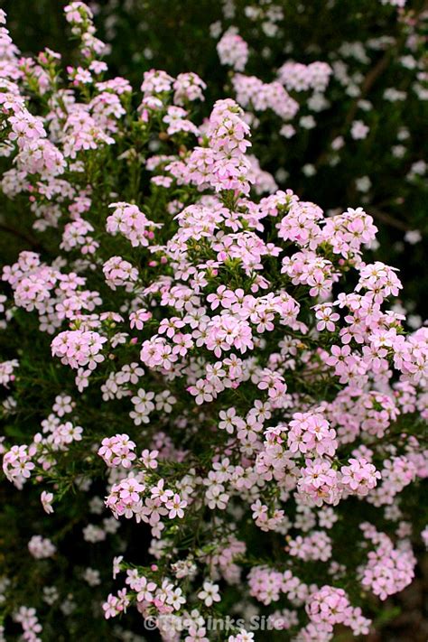 Does not tolerate drought, drying winds prune to ground after flowering to rejuvenate. Diosmas: A Very Hardy Plant for Your Garden | The Links Site
