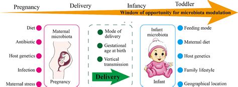 Frontiers The Role Of Microbiota In Infant Health From Early Life To
