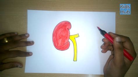 How To Draw A Kidneys Parts Of The Inner Body Easy Step By Step