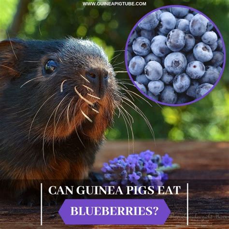 What do wild guinea pigs eat? Can Guinea Pigs Eat Blueberries? (Benefits, Risks, Serving ...