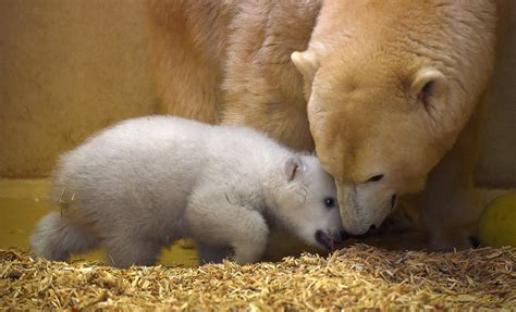 Scottish Zoo Celebrates Birth Of First Uk Born Polar Bear Cub In 25