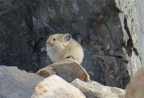 Adorable American Pika Is Fast Disappearing And Were Doing Nothing To