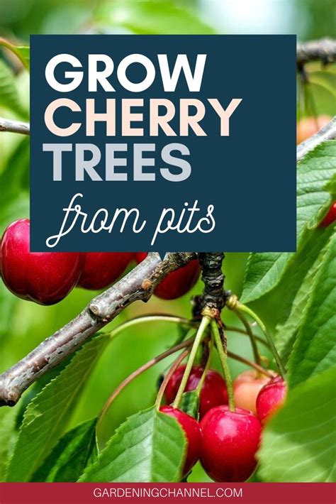 How To Grow Cherry Trees From Pits Gardening Channel Growing Cherry