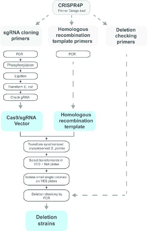 Flow Diagram For Crisprcas9 Based Approach For Seamless Genome Editing