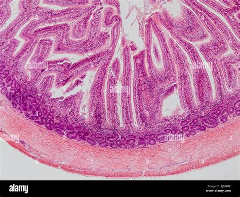 Tessuto Epiteliale Microscopio Immagini E Fotografie Stock Ad Alta