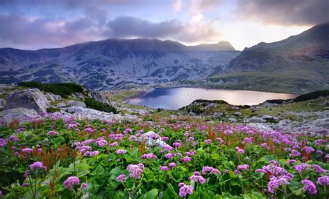 Lake On Mountain And Flowers Stock Image Image Of Lakeside
